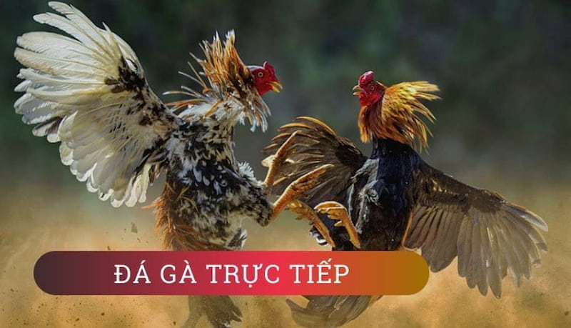 Kinh nghiệm chơi đá gà 789BET luôn dành chiến thắng