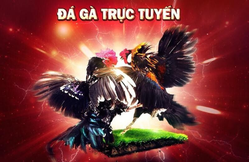 Lưu ý cần biết khi chơi đá gà trực tuyến